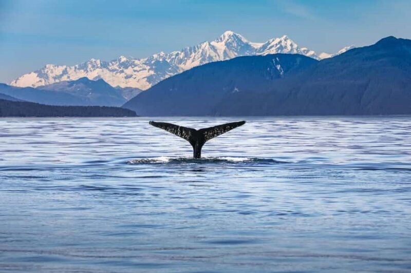 From Christchurch: Kaikura Day Tour With Dolphin Encounter - The Breakdown of the Itinerary