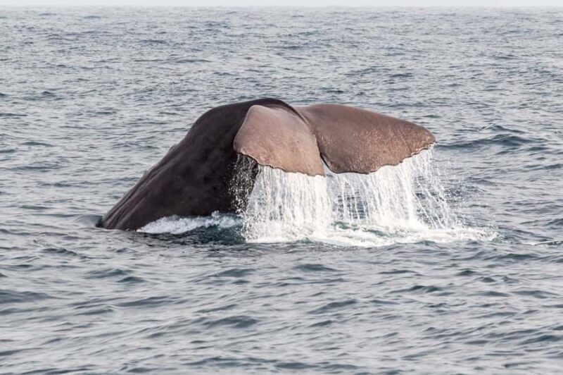 From Christchurch: Kaikura Day Tour With Dolphin Encounter - Authentic Experiences & Practical Tips