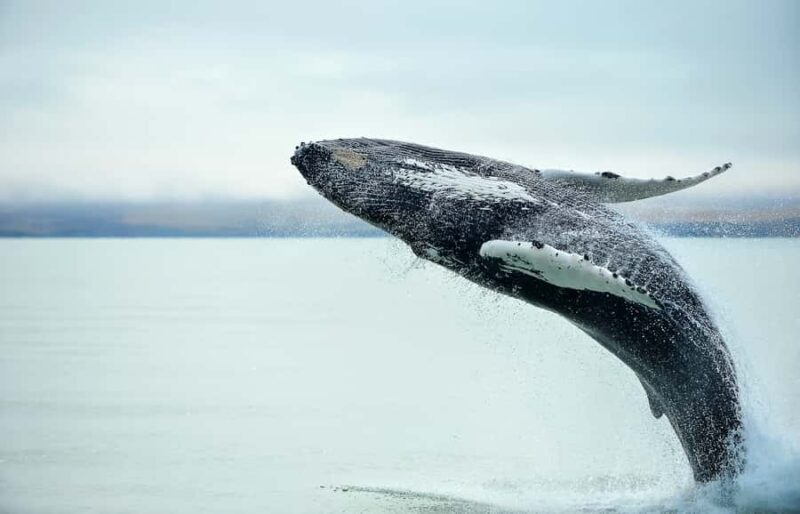 From Christchurch: Kaikura Day Tour with Whale Watching - The Value of This Tour