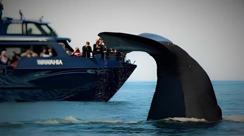 From Christchurch: Private Kaikoura Tour with Guide - Key Points