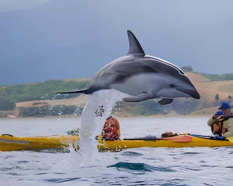 From Christchurch: Private Kaikoura Tour with Guide - Introduction: Why Choose This Private Kaikoura Tour?