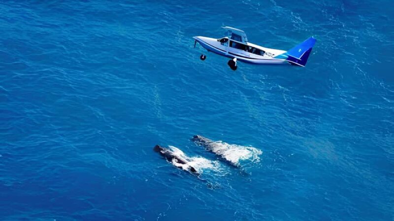 From Christchurch: Private Kaikoura Tour with Guide - The Itinerary: Breaking Down the Day