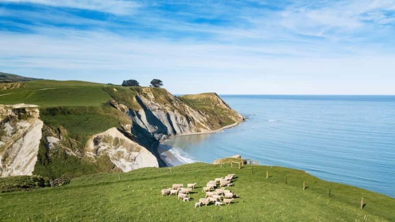 From Christchurch: Sheep Farm Experience with Lunch & Winery - Key Points