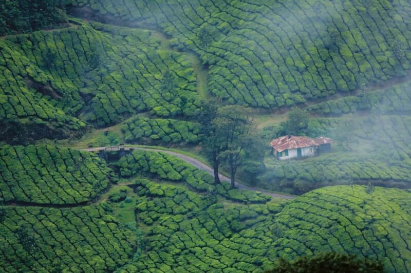 From Cochin: 4-Night/5-Day Kerala Tour - Final Day: Cochin and Departure