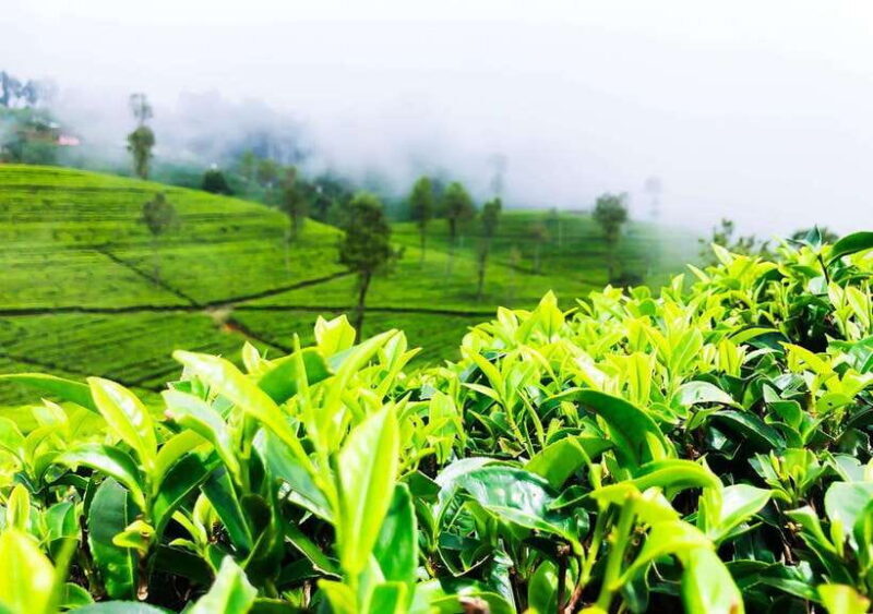 From Colombo: 2-Day Nuwara Eliya, Kandy, and Sigiriya Tour - Transportation and Logistics – Comfort and Convenience