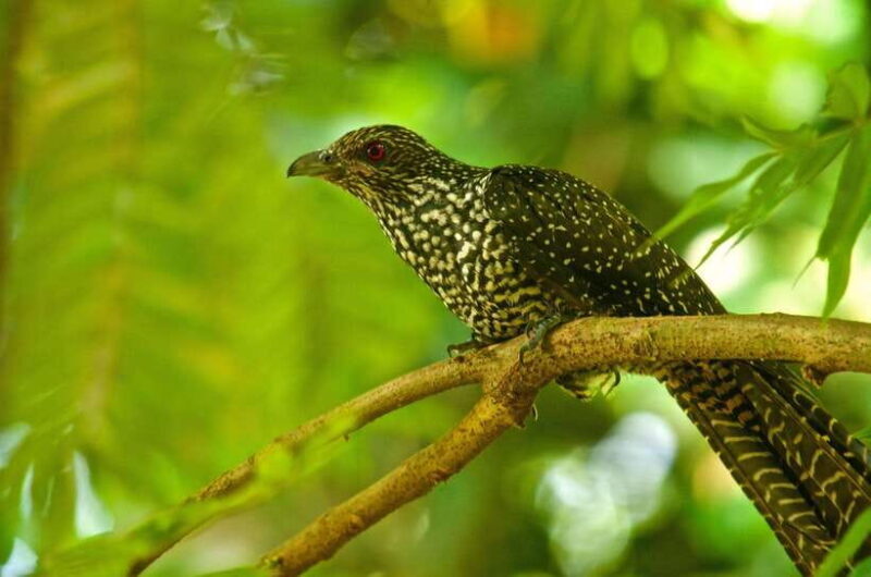 From Colombo: 2-Day Southern Coast Wildlife & Heritage Tour - FAQ