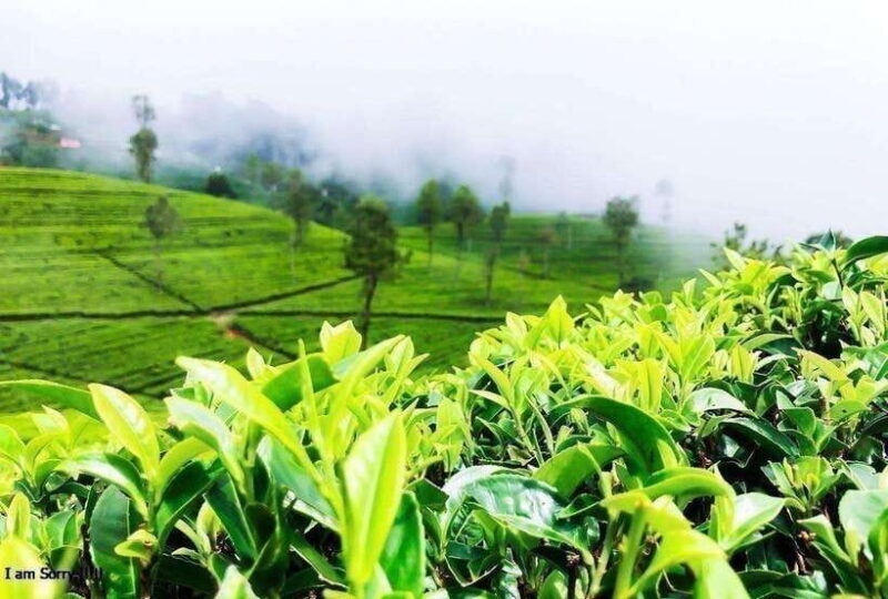 From Colombo: 2-Day Tour to Nuwara Eliya and Kandy - An Introduction to the 2-Day Journey from Colombo