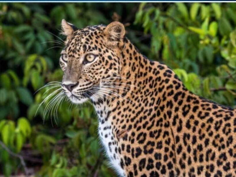 From Colombo: 2-Day Trip to Arugam Bay with Yala Safari - The Sum Up