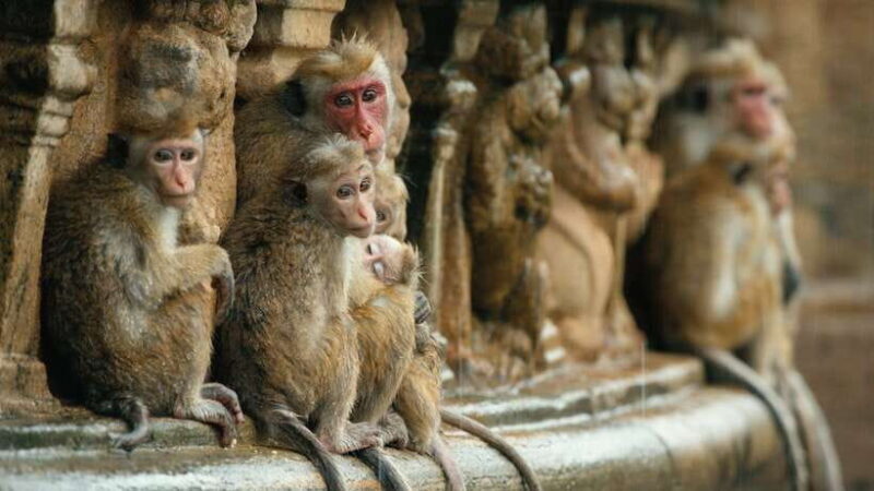 From Colombo: 4-Day Essence of Sri Lanka Heritage Tour - Final Thoughts: Who Should Take This Tour?