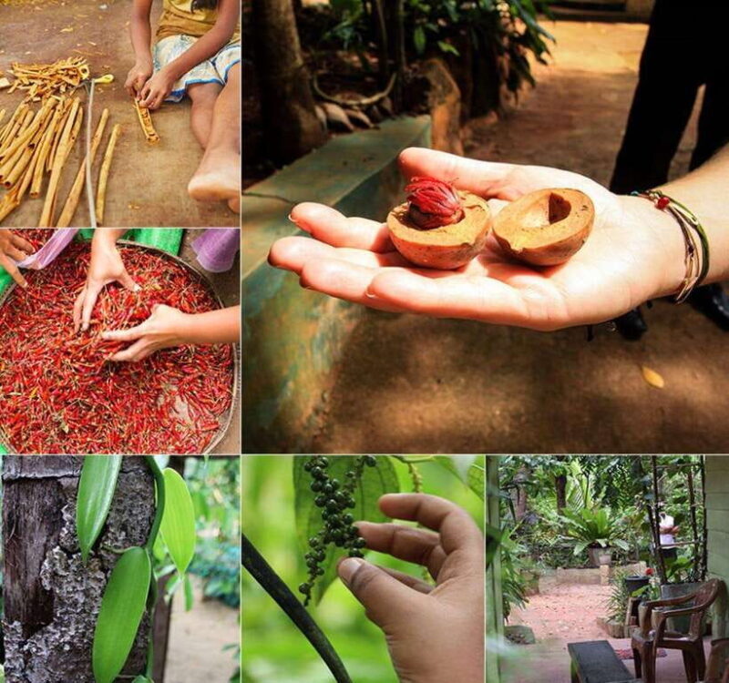 From Colombo - Day Trip to Kandy/ Pinnwala/ Royal Gardens - An In-Depth Look at the Tour