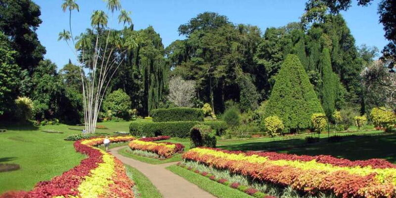 From Colombo : Day Trip to Kandy/ Pinnwala/ Royal Gardens - Tea Factory Tour