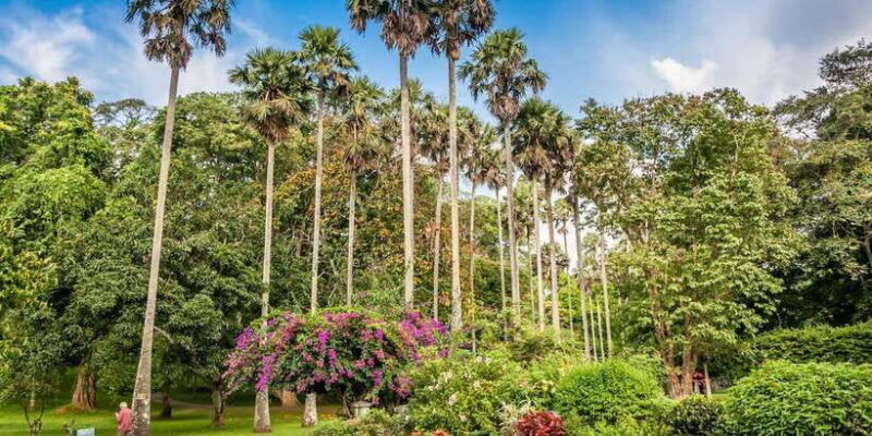 From Colombo : Day Trip to Kandy/ Pinnwala/ Royal Gardens - What’s Included and What’s Not