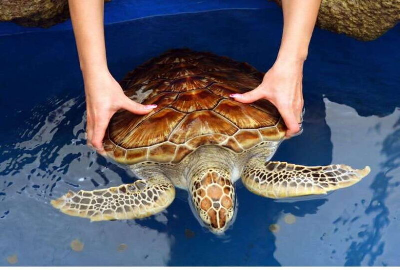 From Colombo: Exclusive Madu River Safari & Turtle Hatchery - Authentic Feedback from Travelers