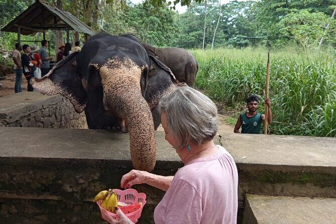 From Colombo: Kandy and Pinnawala Full-Day Trip - The Royal Botanical Gardens (1 hour)