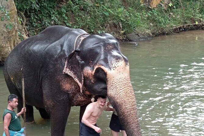 From Colombo: Kandy and Pinnawala Full-Day Trip - Overall Value and Experience
