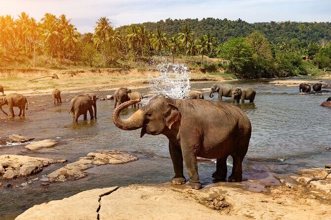 From Colombo: Kandy and Pinnawala Full-Day Trip - Who Is This Tour Best For?
