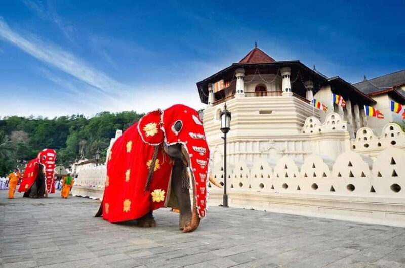 From Colombo: Kandy, Pinnawala and Tea Factory Full-Day Trip - Authentic Insights from Travelers
