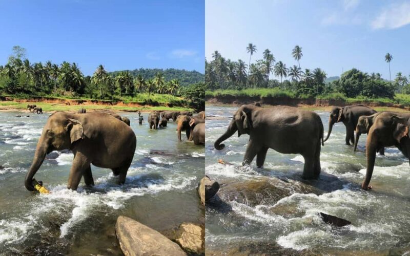 From Colombo: Kandy Temple of Tooth & Elephant Orphanage - An In-Depth Look at the Tour Experience