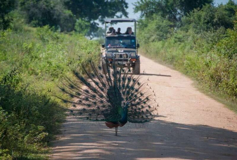 From Colombo/Negombo: Wilpattu National Park 4x4 Safari Tour - The Itinerary in Detail