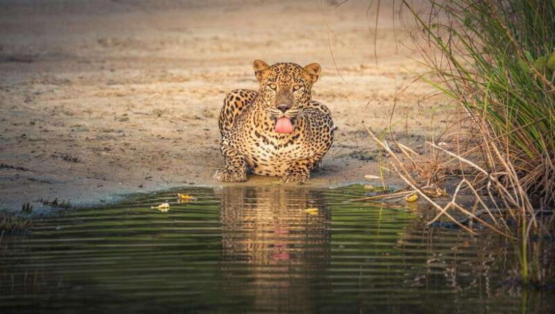From Colombo/Negombo: Wilpattu National Park 4x4 Safari Tour - Practical Details & Tips