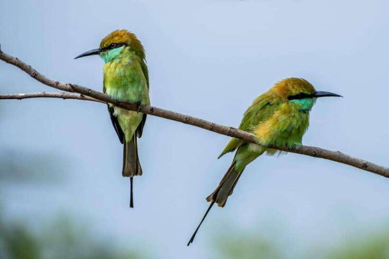 From Colombo/Negombo: Wilpattu National Park 4x4 Safari Tour - The Sum Up: Who Will Love This Tour?