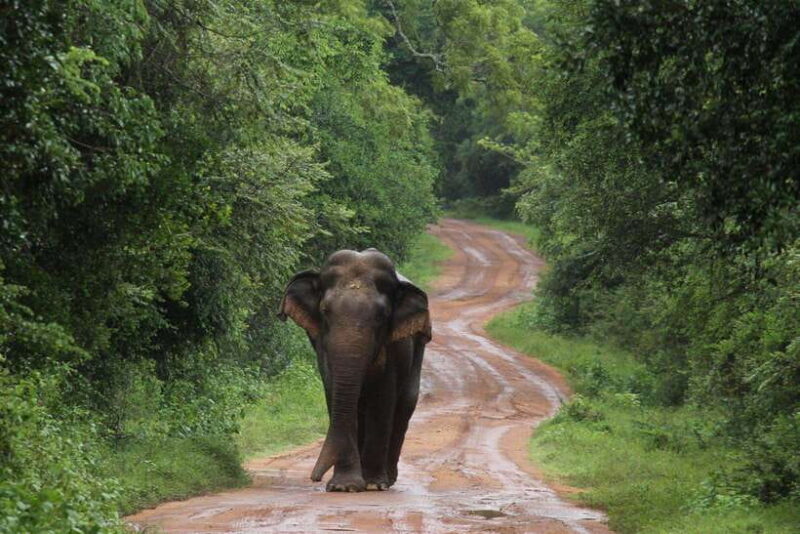 From Colombo/Negombo: Wilpattu National Park 4x4 Safari Tour - FAQ