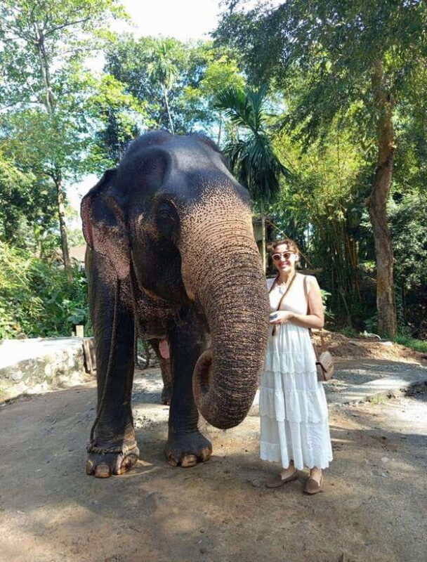 From Colombo or Negombo: Pinnawala, Kandy & Tea Factory Tour - Key Points