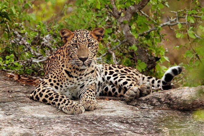 From Colombo: Sigiriya Rock, Dambulla & National park safari - What This Tour Means for You