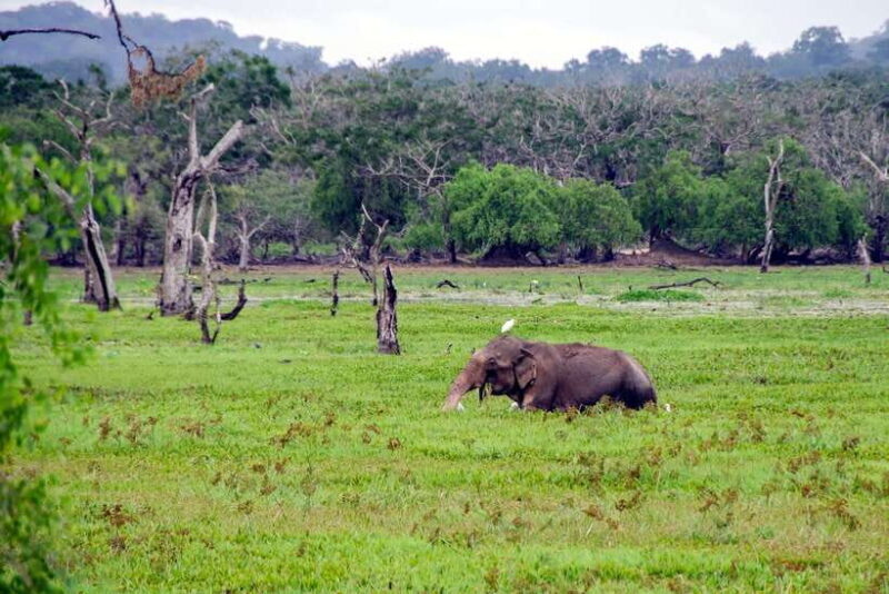 From Colombo to Yala 6-Day Private Trip with 21-Sites - The Itinerary in Detail