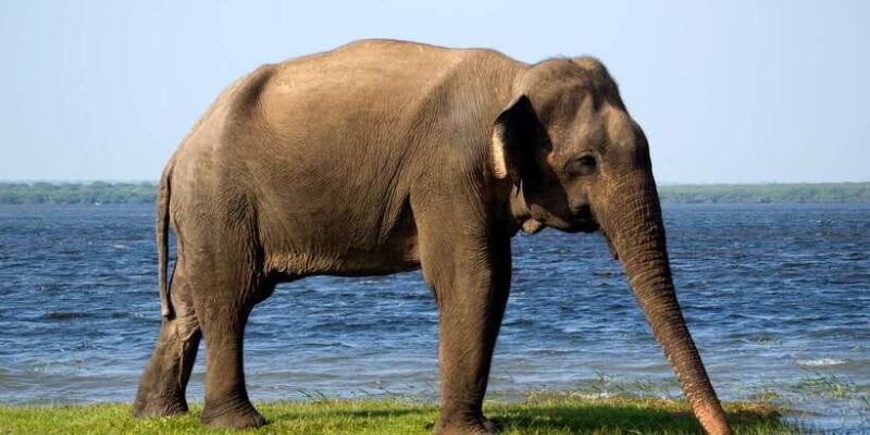 From Colombo: Udawalawa Safari & Elephant Transit Home Tour - Who Will Love This Tour