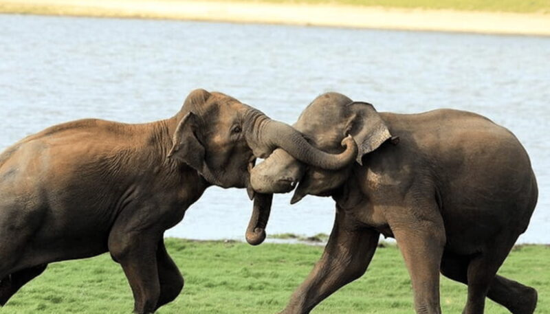 From Colombo: Udawalawe Park and Elephants Orphanage - Key Points