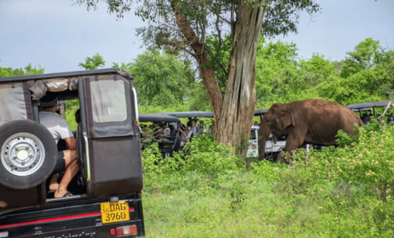 From Colombo: Udawalawe Park and Elephants Orphanage - Who Should Consider This Tour?