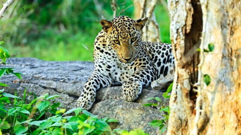 From Colombo: Yala and Ella 2-Day Tour with Jeep Safari - Key Points