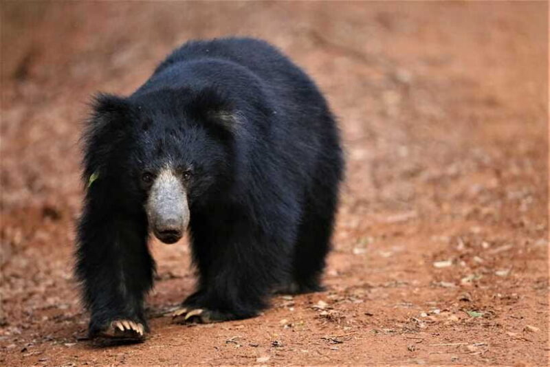 From Colombo: Yala and Ella 2-Day Tour with Jeep Safari - Who Should Consider This Tour?