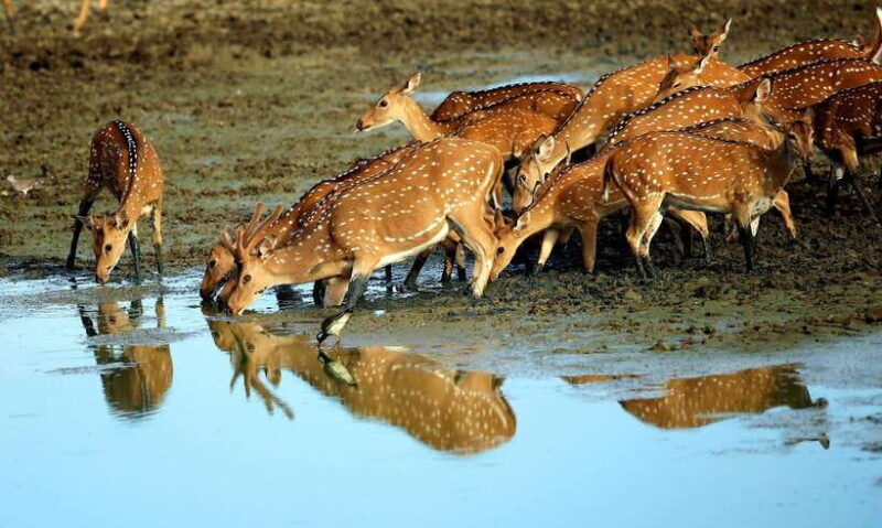 From Colombo: Yala and Ella 2-Day Tour with Jeep Safari - FAQ