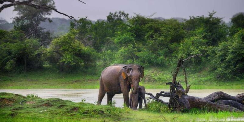 From Colombo: Yala National Park 4x4 Safari with Transfers - The Safari Drive: What to Expect