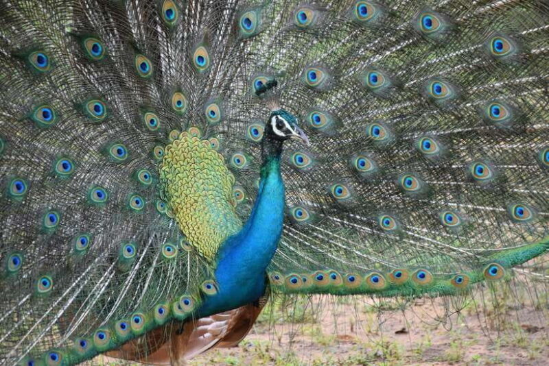 From Colombo: Yala National Park, Galle Mirissa, 2-Day Tour - Key Points