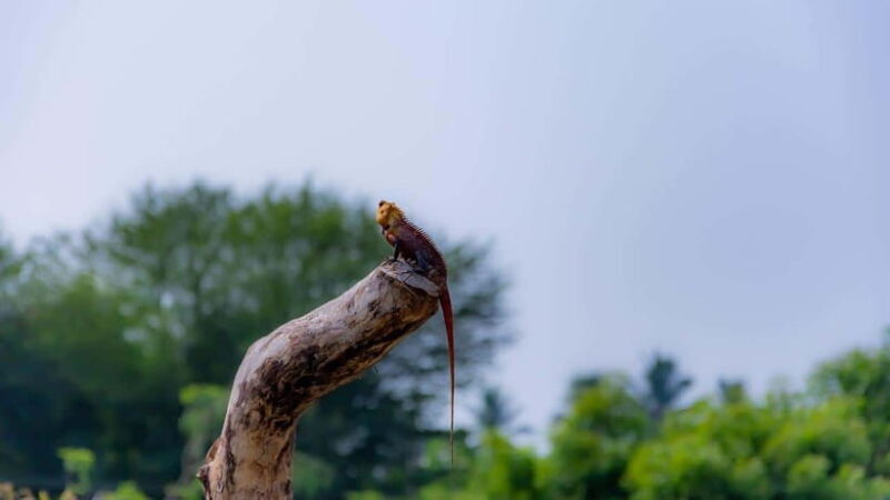 From Colombo: Yala National Park, Galle Mirissa, 2-Day Tour - FAQ