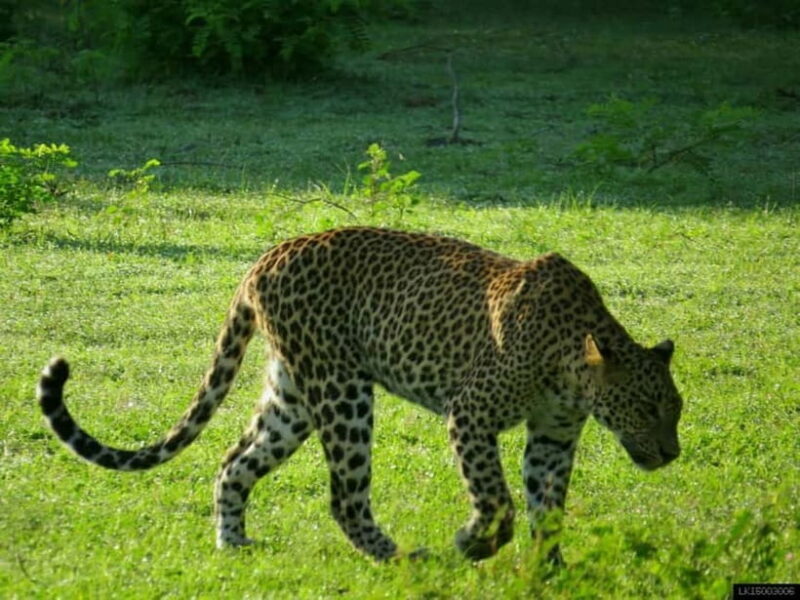 From Colombo: Yala National Park Private Jeep Safari - An Honest Look at a Popular Sri Lankan Wildlife Adventure