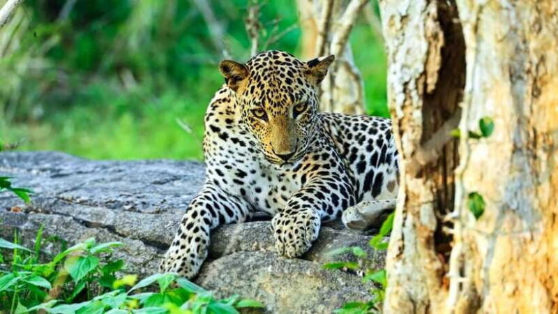 From Colombo: Yala National Park Private Jeep Safari - FAQs