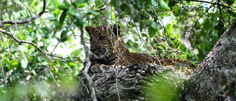 From Colombo: Yala National Park Private Jeep Safari - Wrapping It Up