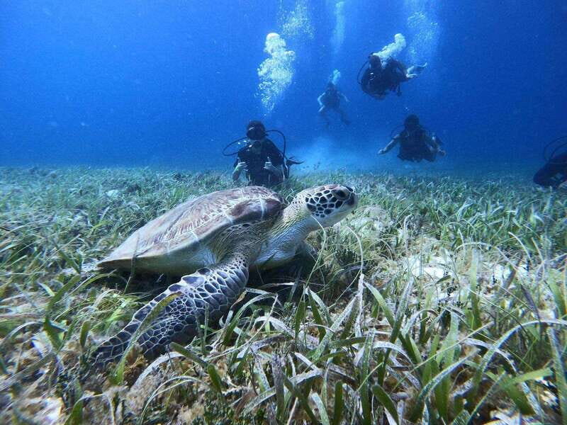 From Cozumel: Chankanaab Cozumel Scuba Diving - An In-Depth Look at the Chankanaab Scuba Tour