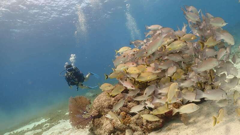 From Cozumel: Chankanaab Cozumel Scuba Diving - FAQ
