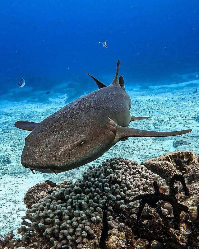 From Cozumel: Double Tank Scuba Diving for Certified Divers - Final Thoughts: Who Should Consider This Experience?