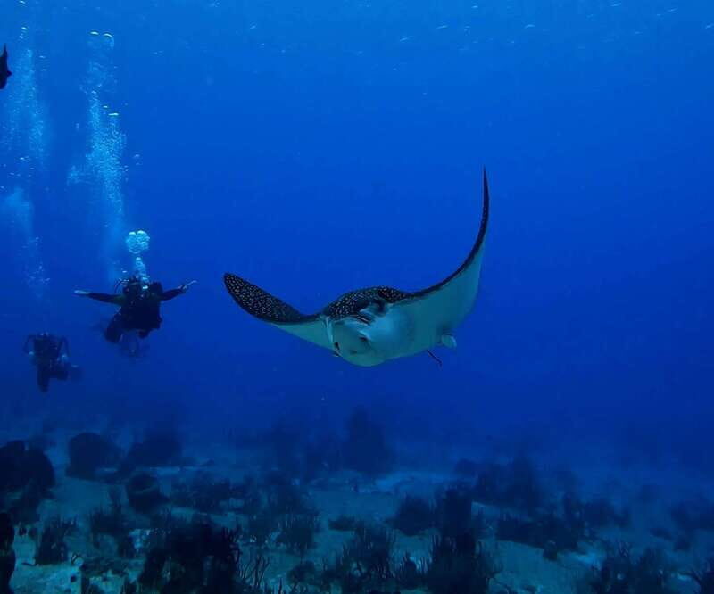 From Cozumel: Double Tank Scuba Diving for Certified Divers - FAQs