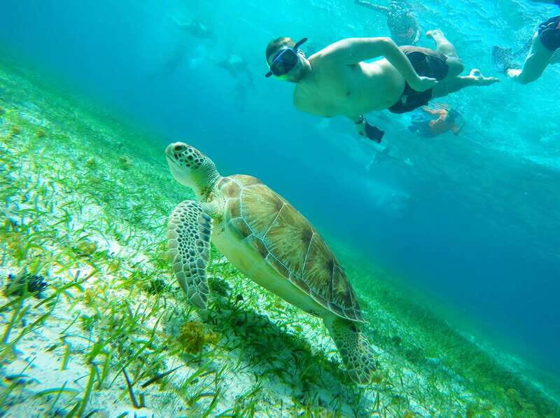 From Cozumel: Starfish, Stingrays and the Turtle Sanctuary - Key Points