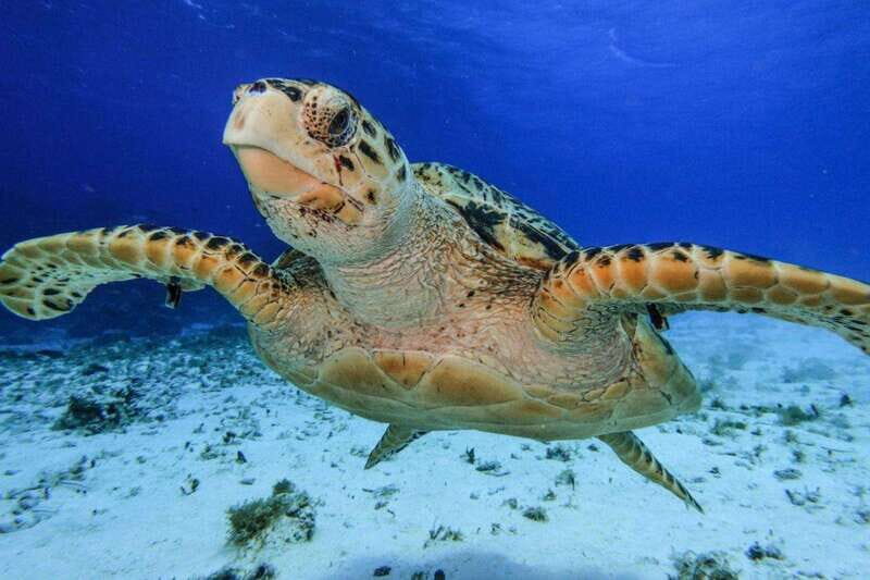 From Cozumel: Starfish, Stingrays and the Turtle Sanctuary - What Makes This Tour Stand Out