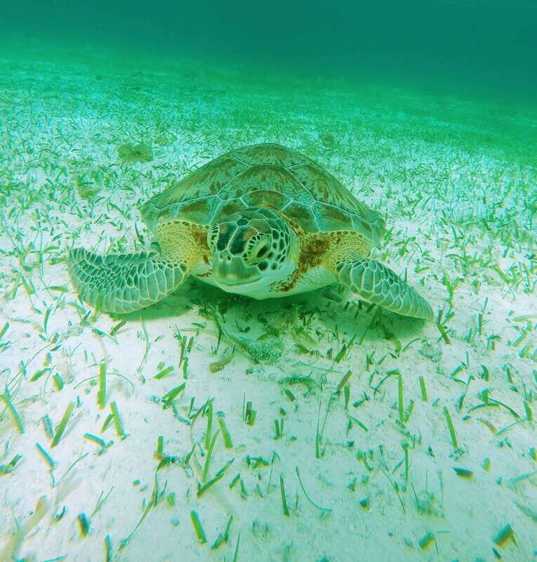 From Cozumel: Starfish, Stingrays and the Turtle Sanctuary - What Could Be Better