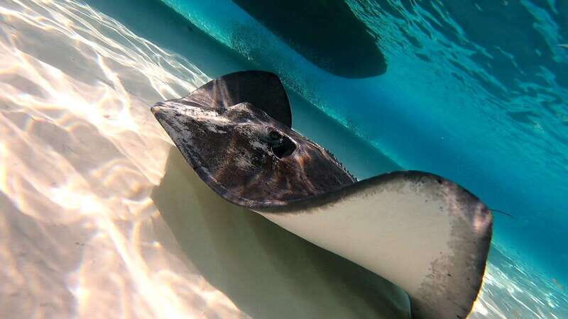 From Cozumel: Starfish, Stingrays and the Turtle Sanctuary - Transportation, Timing, and Practicalities