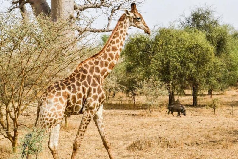From Dakar: Bandia Park and Somone Lagoon Day Trip - Key Points